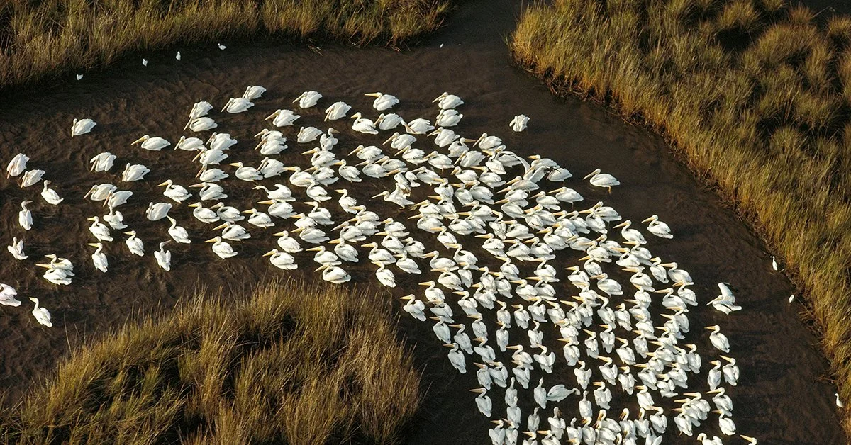 Annie Griffiths hvite pelikaner