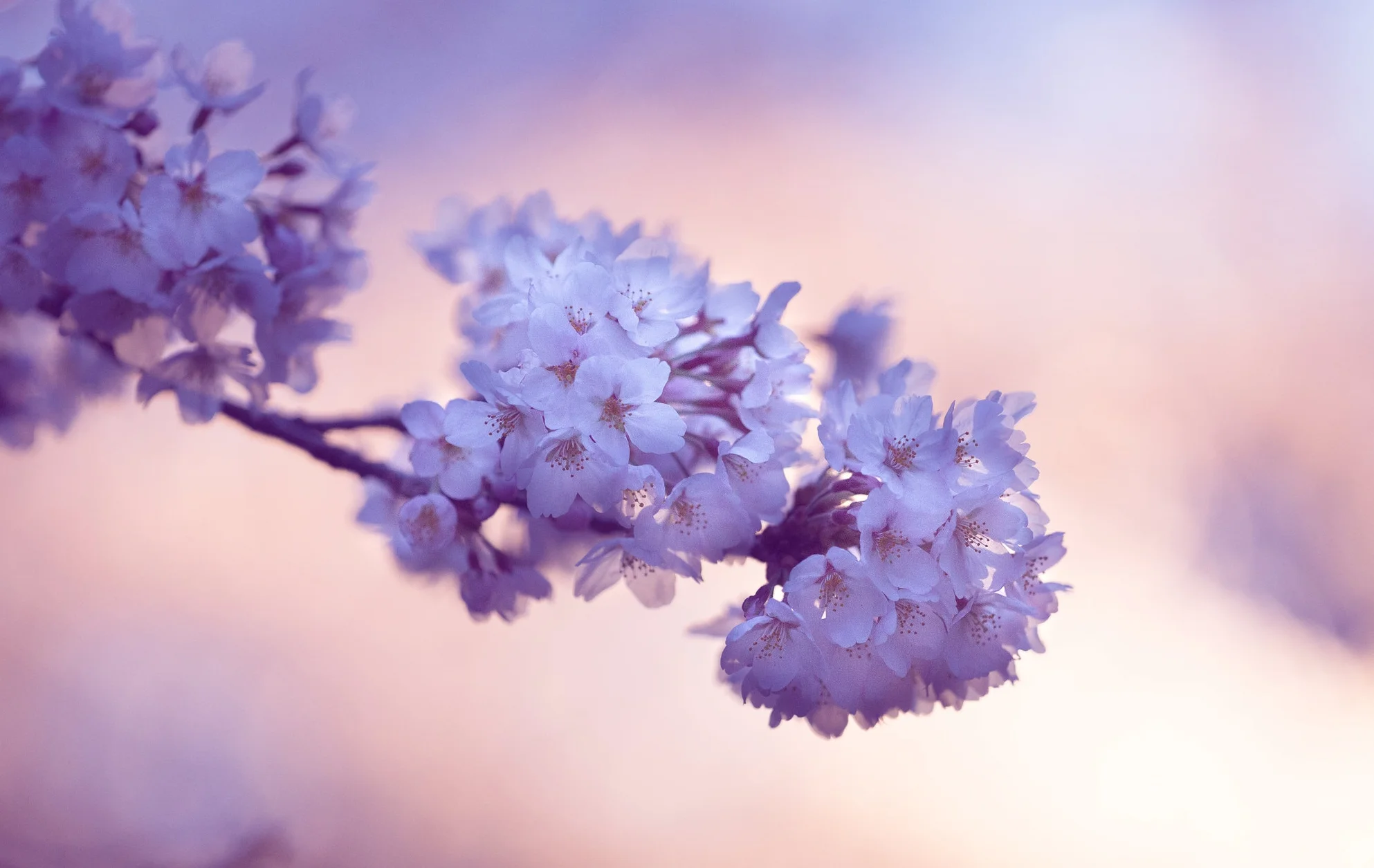 simon-launay-238964 Purple.jpg