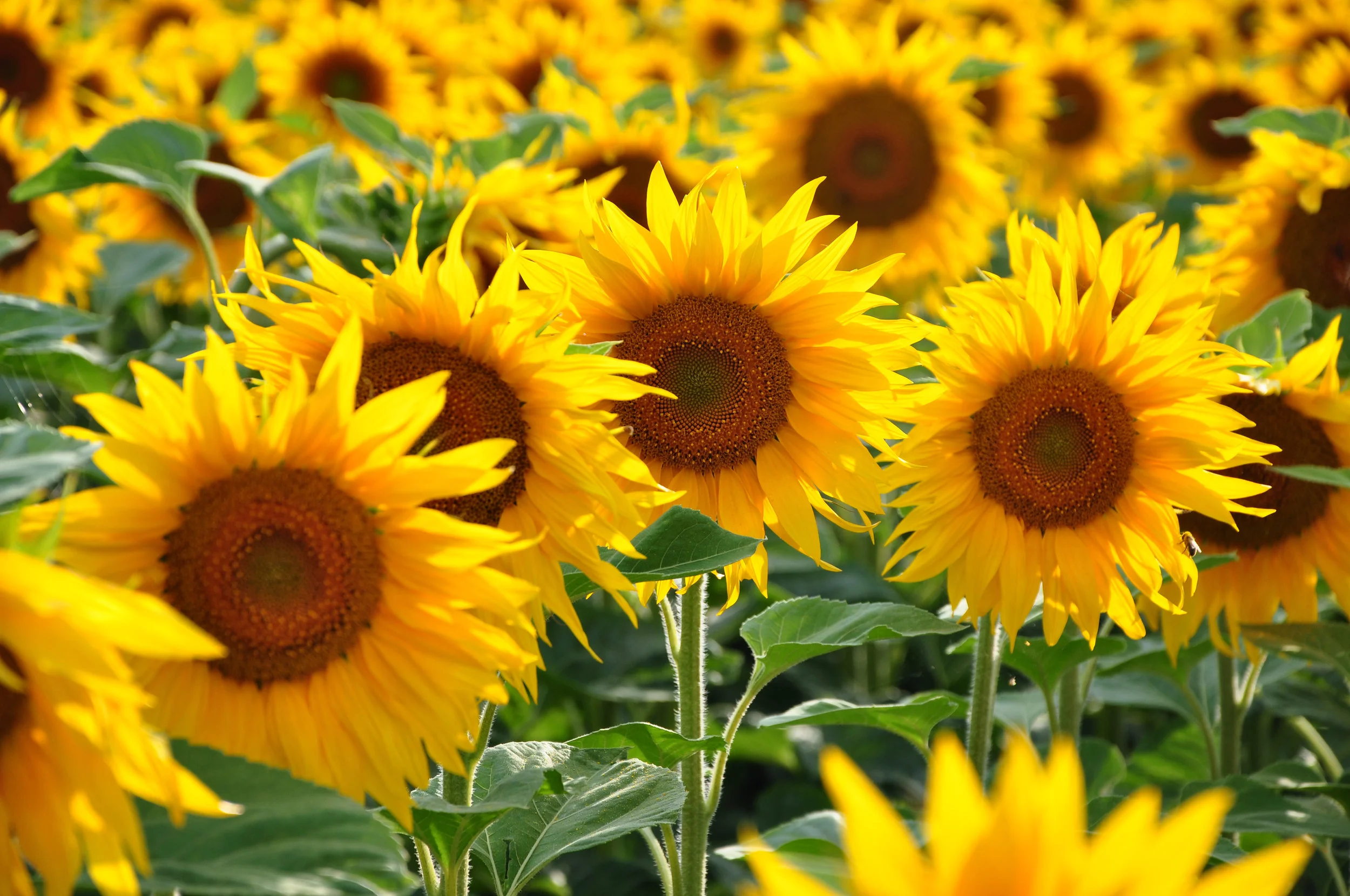 sunflowers.jpg