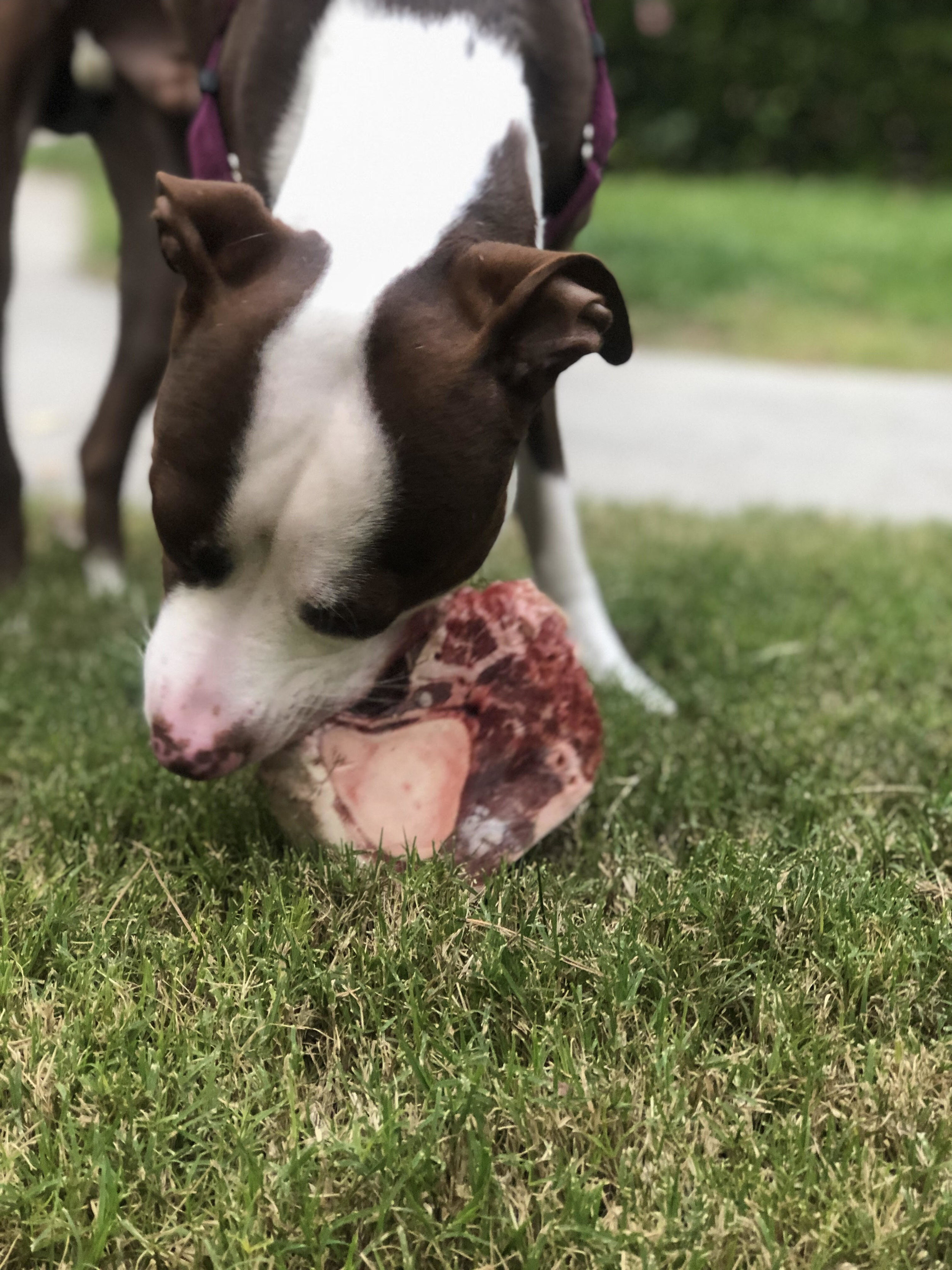 All About Raw Meaty Bones — Soul'y Raw Specialty Pet Food