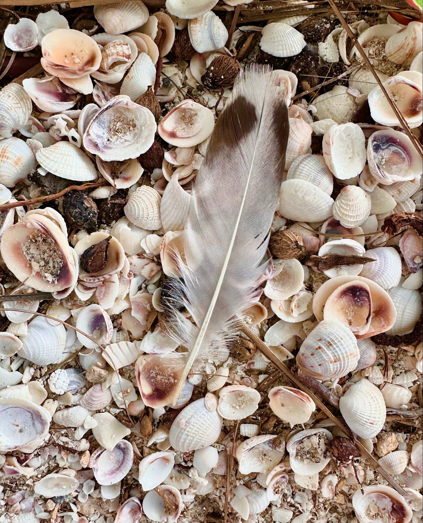 Find something magical and ponder your reality today 

#mysticaugursage #journeyofthesacredbeetarot #sacredbeetarot

 #wellness #selfcare #personaldevelopment
