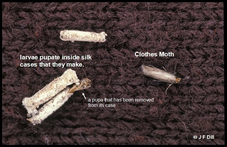Clothes Moths: How to Save Your Yarn Stash, Fabric, Wardrobe, and Sanity  During an Infestation