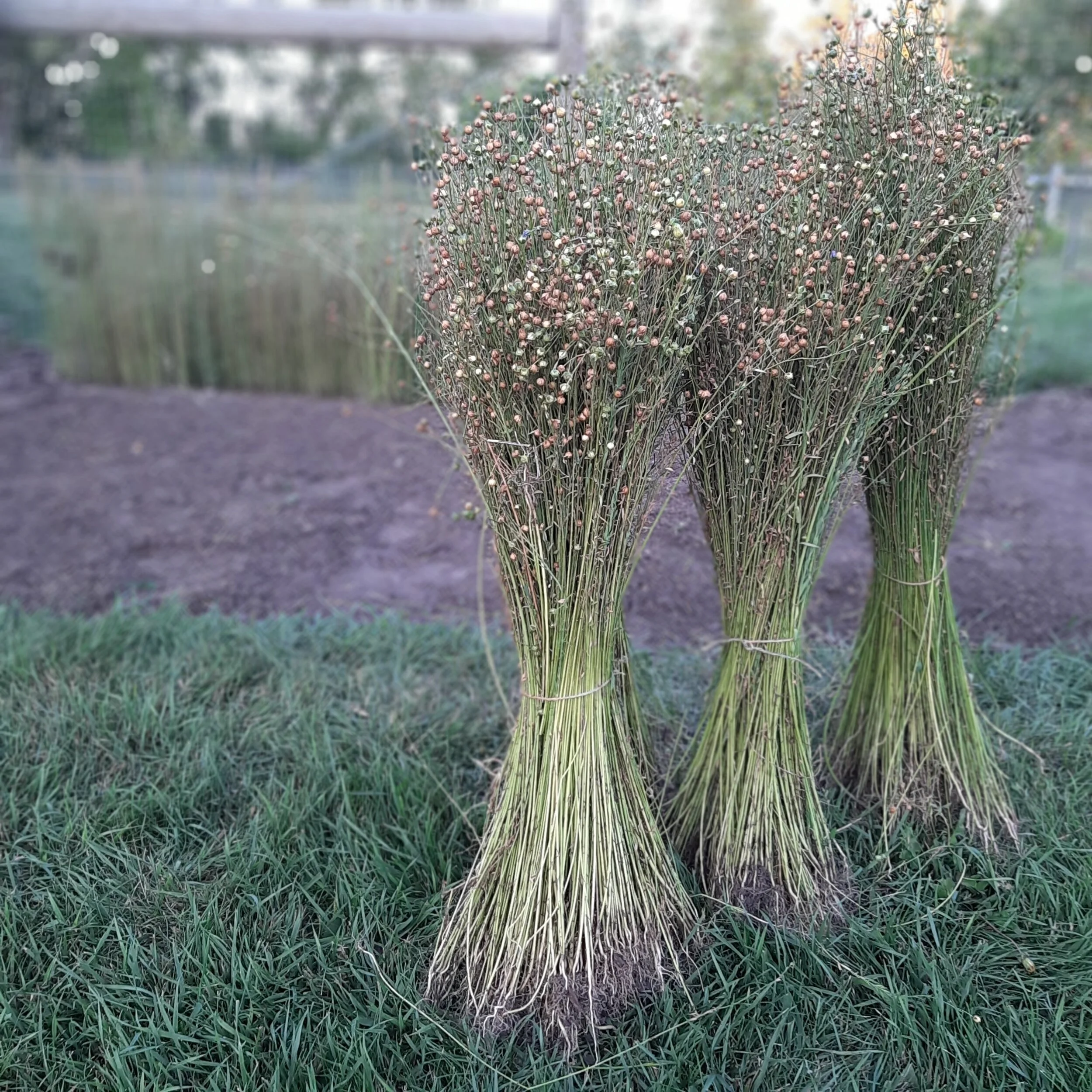 Harvesting, Rippling and Retting Flax — Pembina Fibreshed