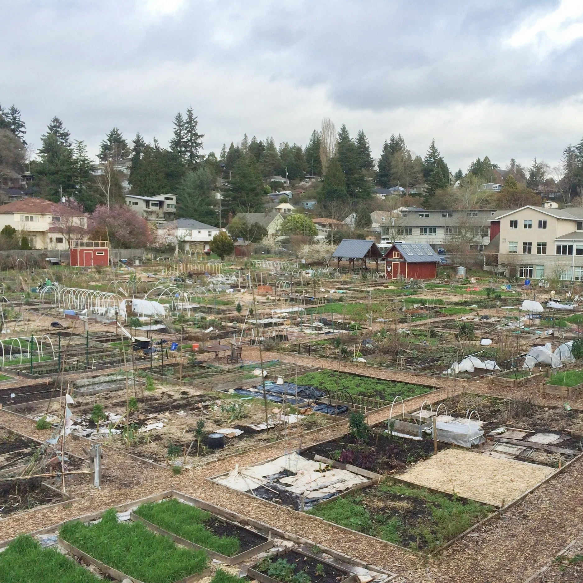   Seattle P Patch Rejuvenation Project  