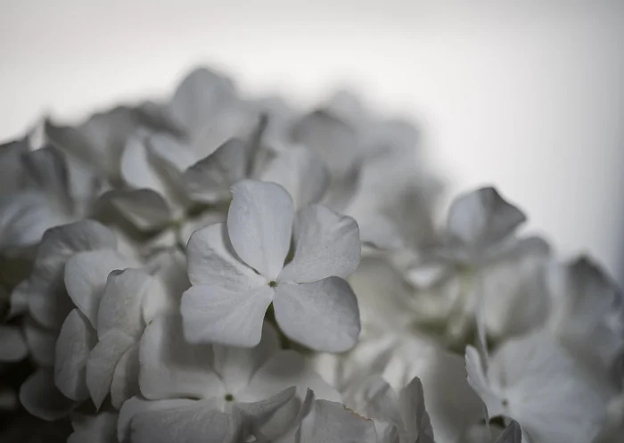 LBI flowers 4-4-18-93.jpg