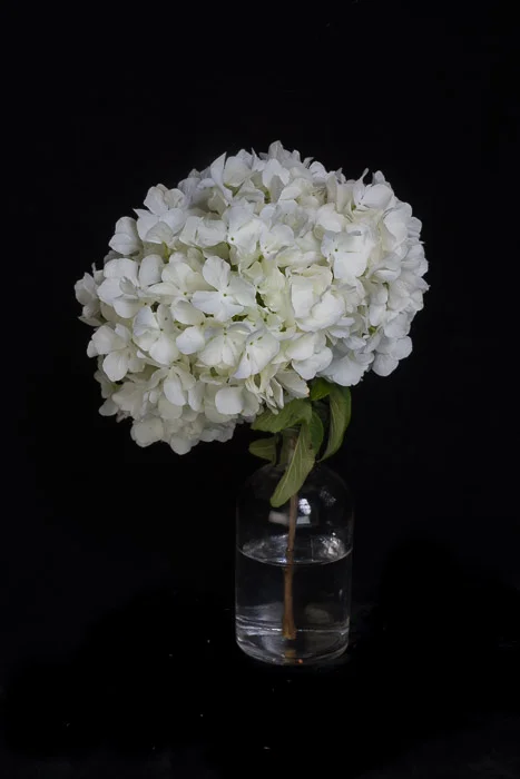 LBI flowers 4-4-18-157.jpg