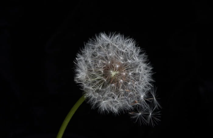 dandelion-2.jpg