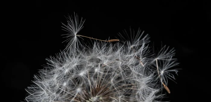 dandelion-5.jpg