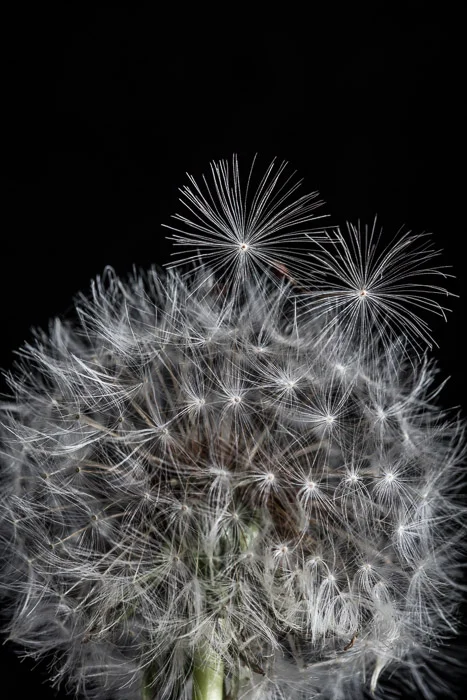 dandelion-13.jpg