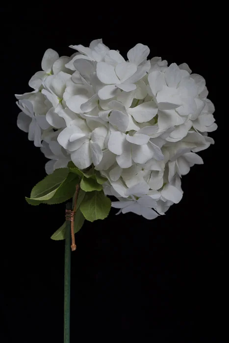 LBI peony test 4-6-18-16.jpg