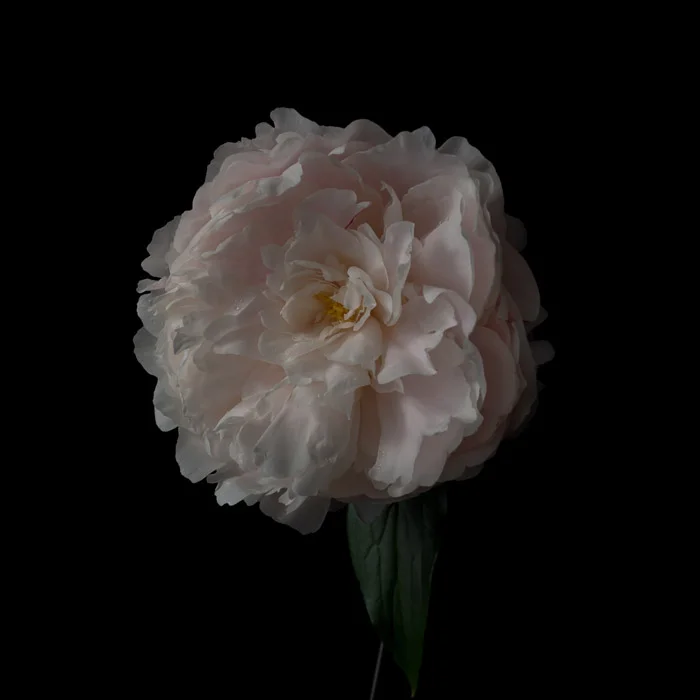 LBI flowers 5-4-18-57.jpg