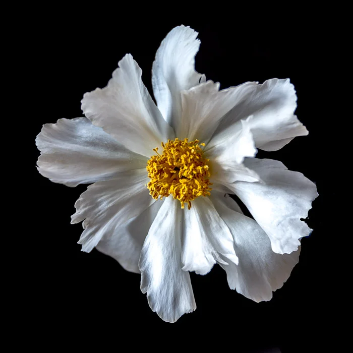 LBI flowers 5-7-18-1.jpg