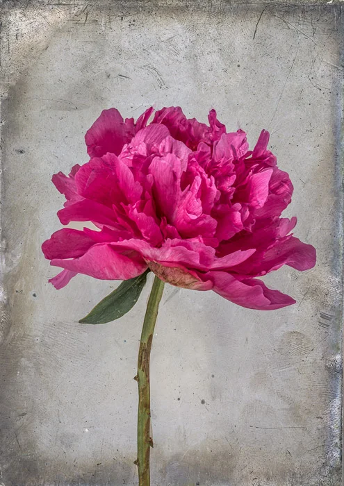 flower peony-1-2.jpg