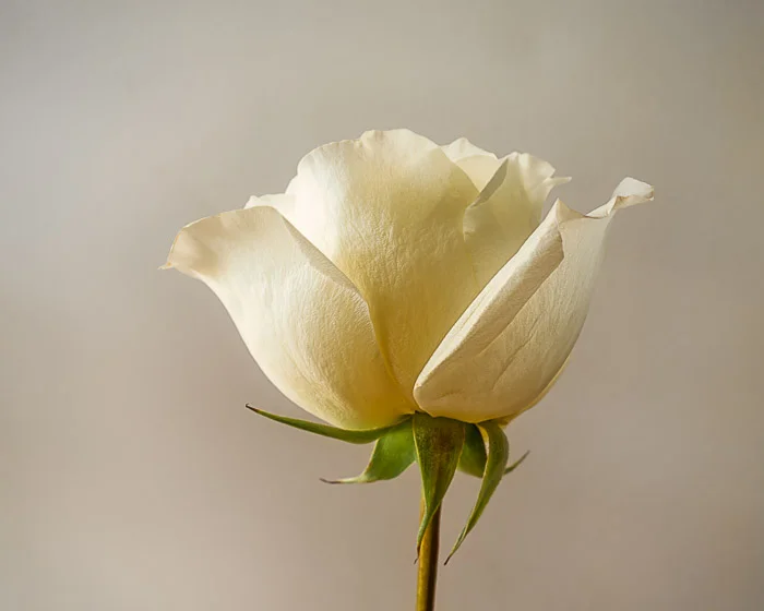 LBI flowers 12-30-18 -2040-2-2.jpg
