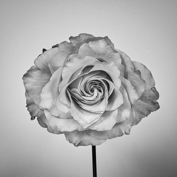 LBI flowers 12-30-18 -2041-2.jpg