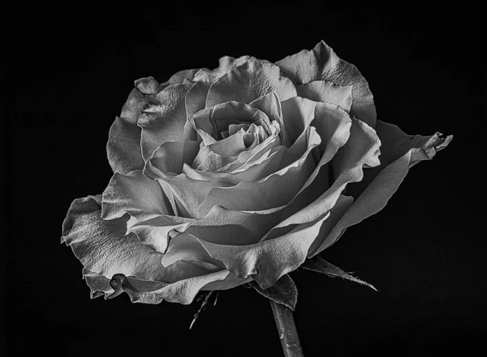 LBI flowers 12-30-18 -2061-2.jpg