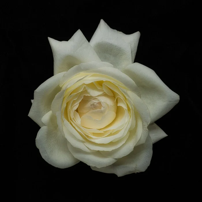 LBI flowers 12-30-18 -2093.jpg