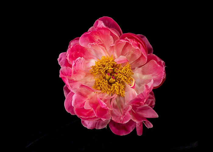 LBI flowers mimosa, peony etc. 6-13-18-24-15-72-2.jpg