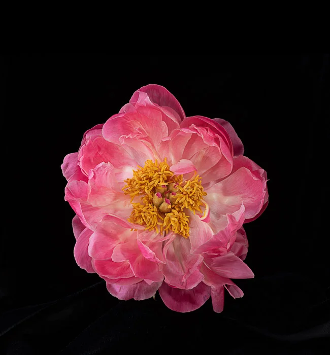 LBI flowers mimosa, peony etc. 6-13-18-24-15.jpg