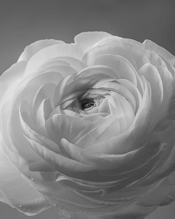 LBI flowers peony, ranunculus 6-30-18-95-53.jpg