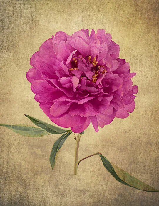 LBI flowers peony, ranunculus 6-30-18-83.jpg