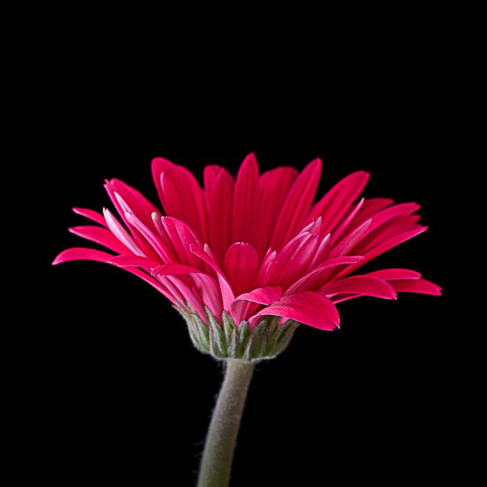 LBI Gerber Daisy 5-24-18-197-2.jpg