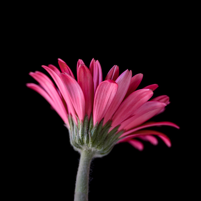 LBI Gerber Daisy 5-24-18-205-2.jpg