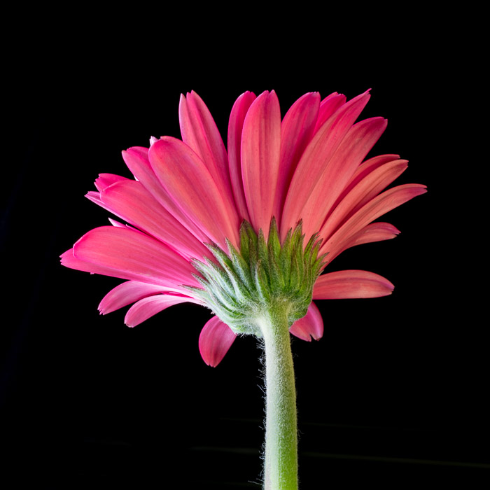 LBI Gerber Daisy 5-24-18-232-2.jpg