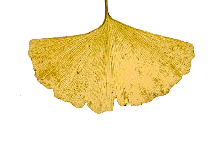 LBI ginko lighttable 11-22-17-12-38-39.jpg