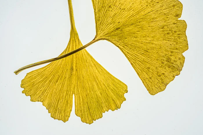 LBI ginko lighttable 11-22-17-22-40-41-2.jpg