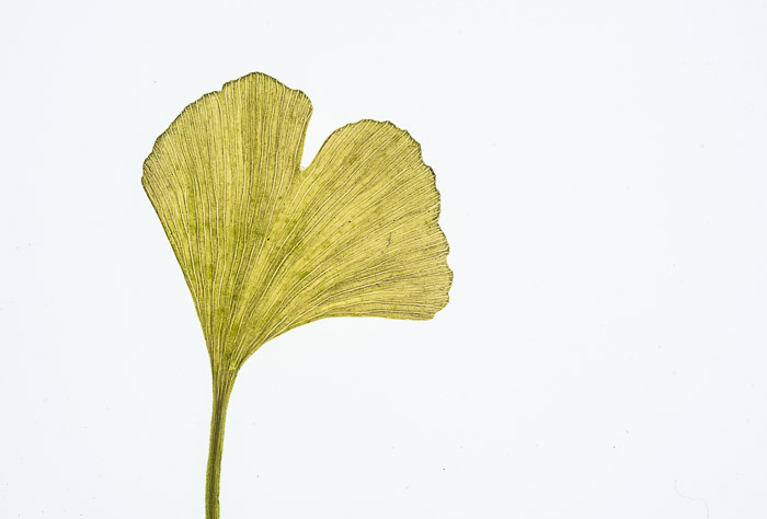 LBI ginko lighttable 11-22-17-64-44.jpg