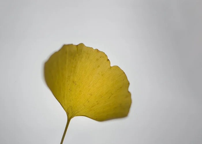 LBI ginko lighttable 11-22-17-72-45.jpg