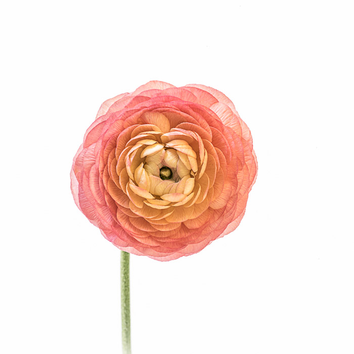 LBI ranuculus 5-11-18-203-2.jpg