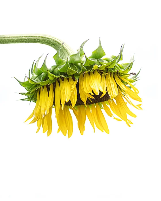 sunflower--52.jpg