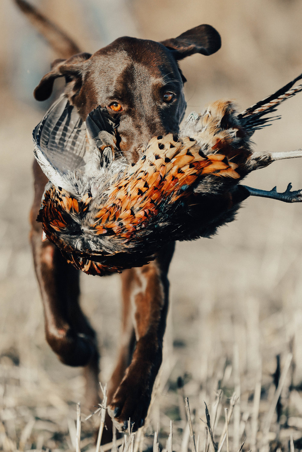 ThanksgivingPheasantIzzy2017.jpg