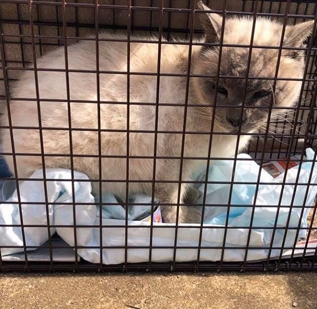 This beauty was trapped yesterday and will participate in our our clinic today 😍
.
Please contact us if you know of any kitties that need our help! 📞 We have traps to lend and clinic spaces available this month.
.
.
.
#adoptlove #adoptdontshop #ken