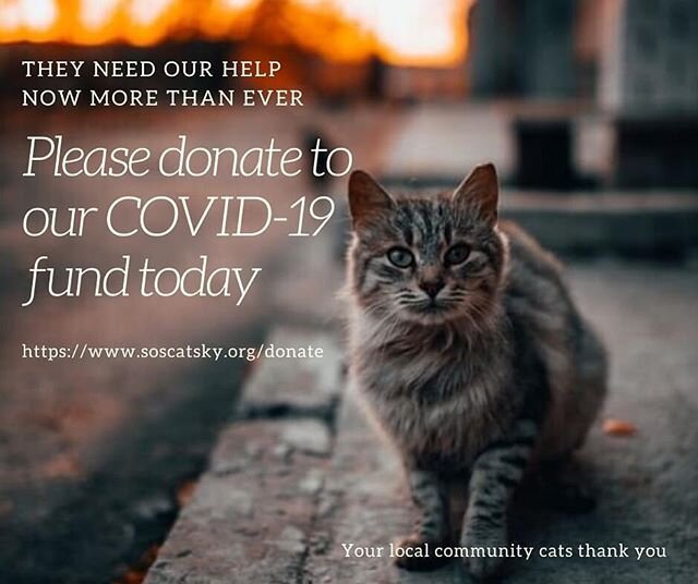 Help us help the homeless and community cats of Lexington. We are so appreciative of your continued support during these tough times. Quarantine has effected not only us people but the animals around us as well. Resources and volunteers are limited b