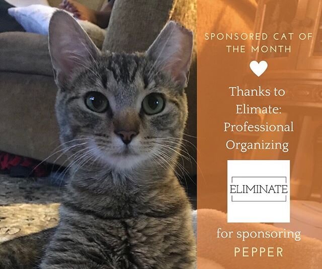 A HUGE thank you to @eliminatewithemily for being the first business to sponsor a clinic cat! 🧡

Pepper came to Spay Our Strays clinic in need of a little extra TLC. For several days, she struggled with an underlying infection while recovering from 