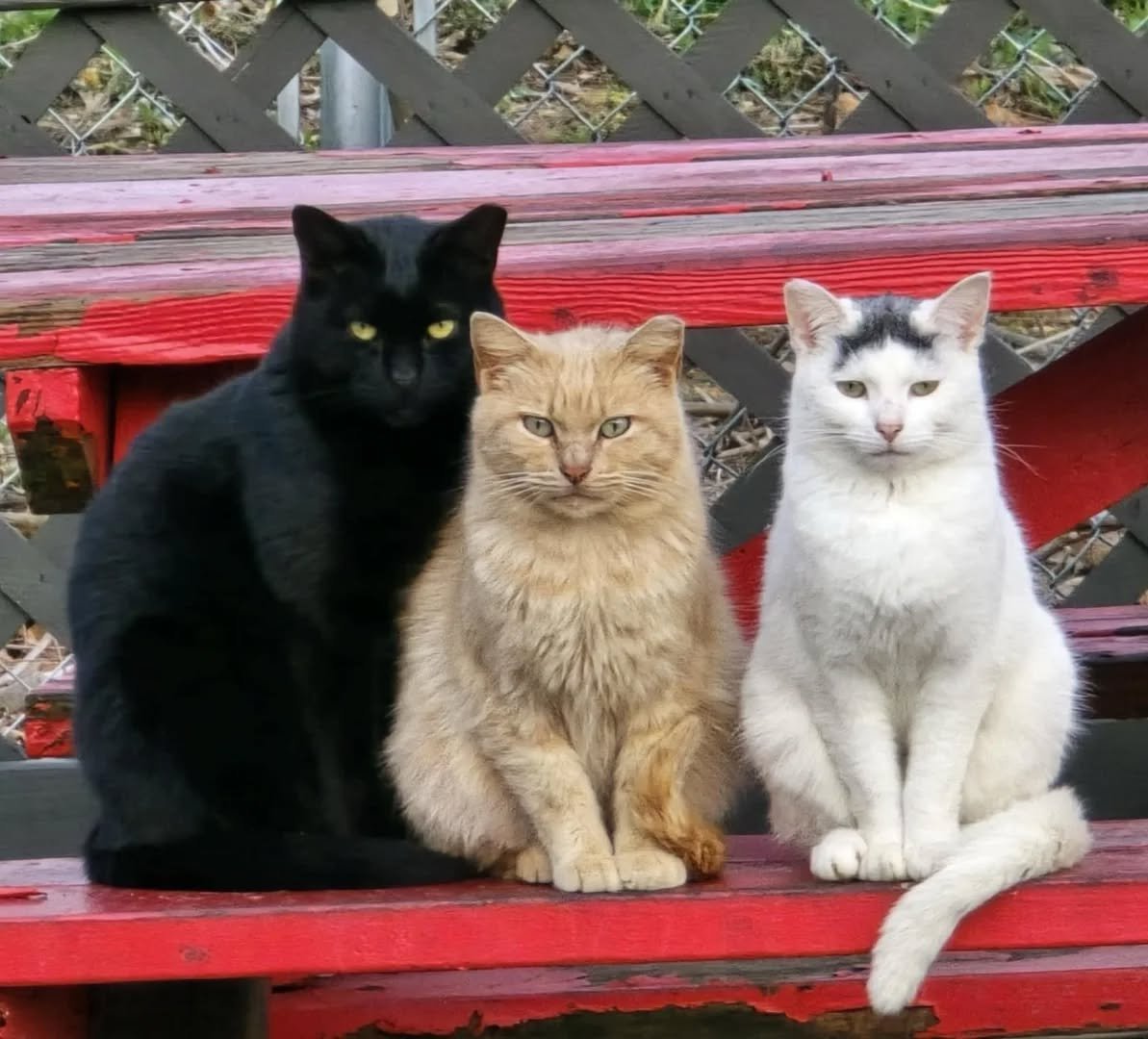 Barbecuties reporting for duty! These three are part of a colony behind a BBQ restaurant in Corbin, KY. Fixed, vaccinated, and eating very well on cat food and kitchen scraps 😸 Happy, healthy community cats is what we're all about! 
#trapneuterretur