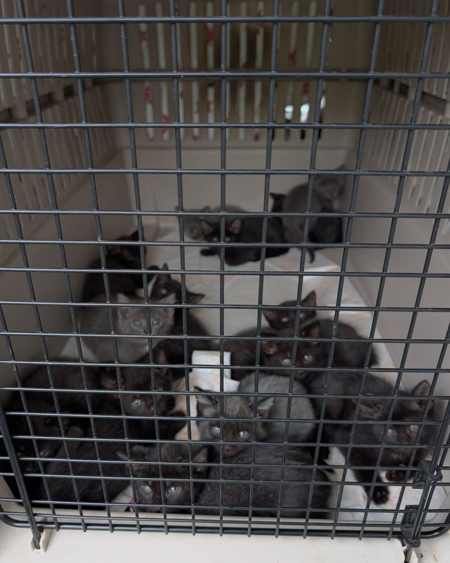 We&rsquo;ve certainly had an eventful week here at SOS! Yesterday, we spayed and neutered 17 community cats - including two hardworking mamas of 14(!) kittens. These little ones are being temporarily housed by us as they work on socialization and get