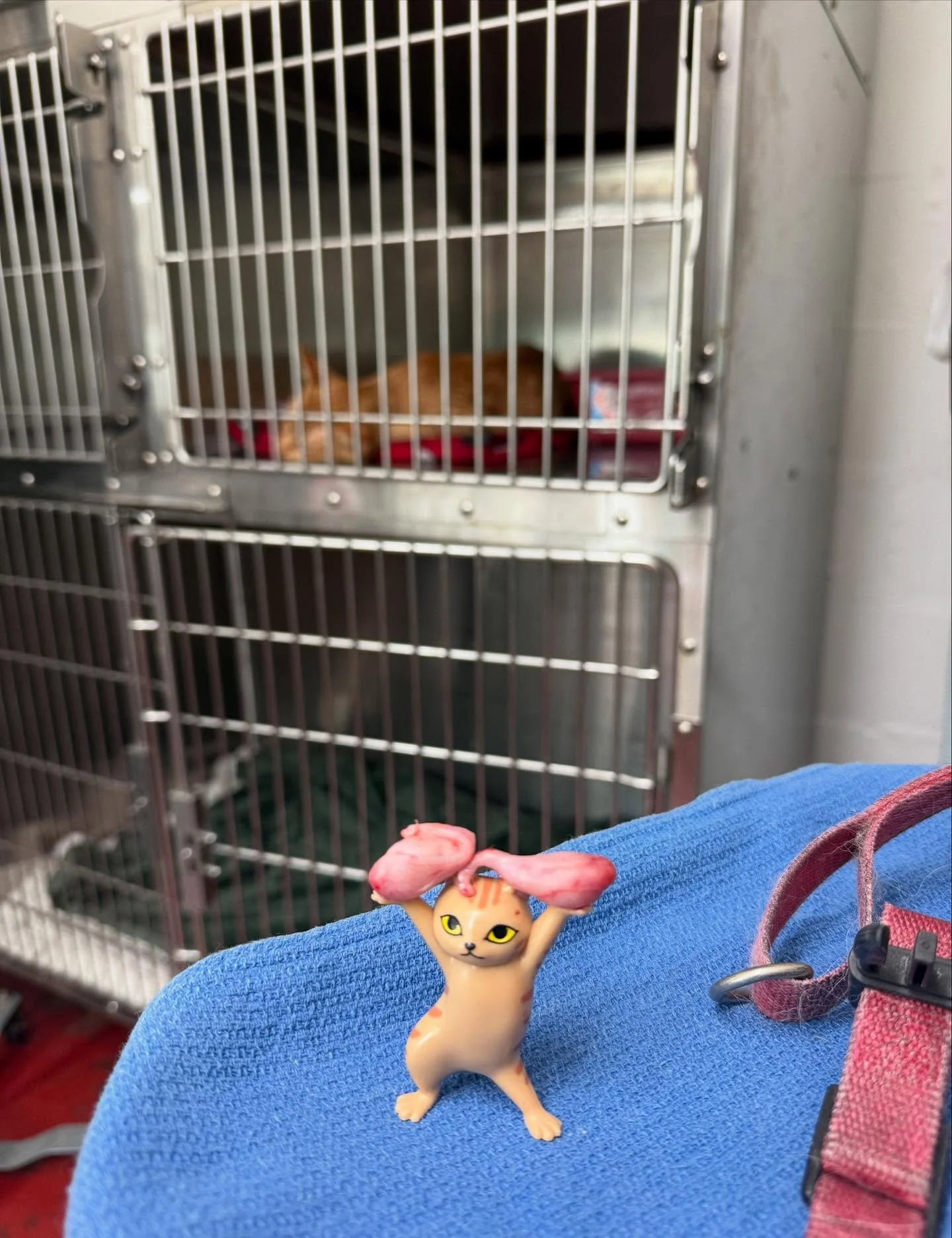 The wonderful Dr. Riggs found a creative alternative use for this airpod stand! And yes - those are exactly what you think they are. #snipsnip

PS The incredible folks over at Eastland Animal Clinic are currently playing host to several adorable and 