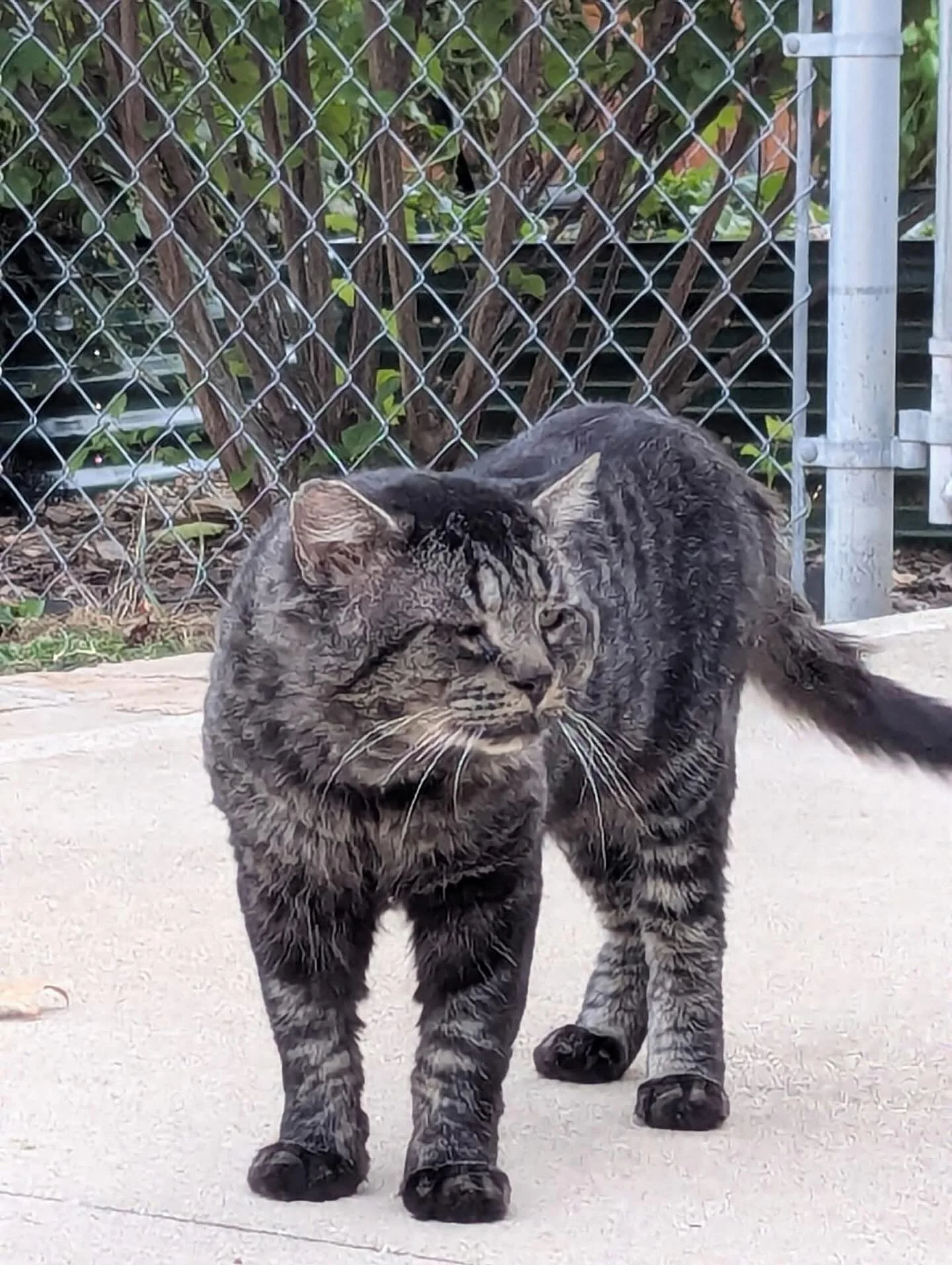 This big boy (check out those tomcat jowls!) was recently neutered by the amazing Dr. Warren at our partner clinic, Focus Veterinary Care! 

He needed antibiotics and a thorough cleaning for a wound on his cheek, but he&rsquo;s now back home and has 