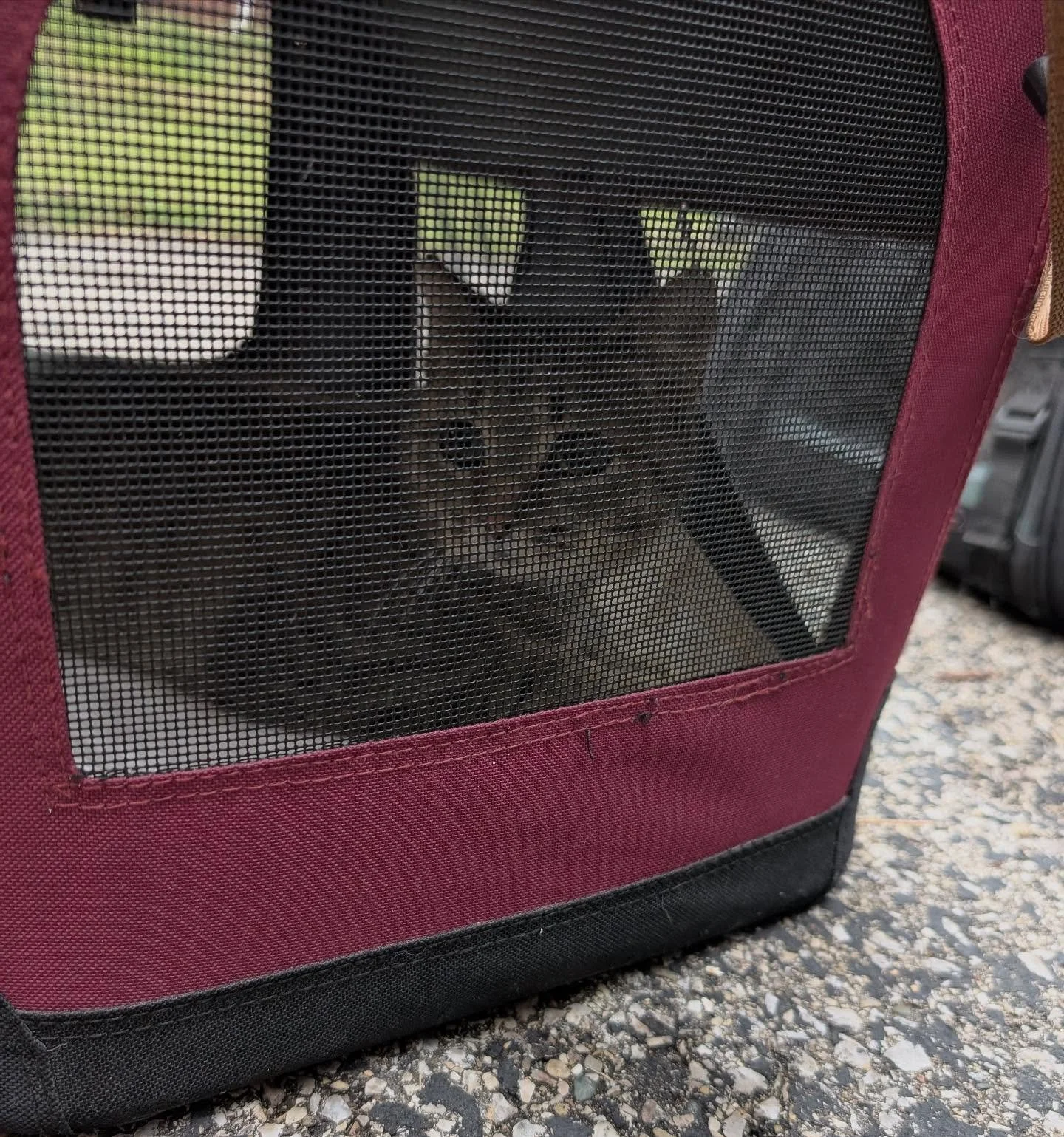 🚨WARNING: Swipe for surgical pic!🚨

This lovely little lady - who recently had a litter of kittens - was brought to us by a wonderful community member yesterday for a clinic appointment. It was only after she&rsquo;d gone under anesthesia and was b