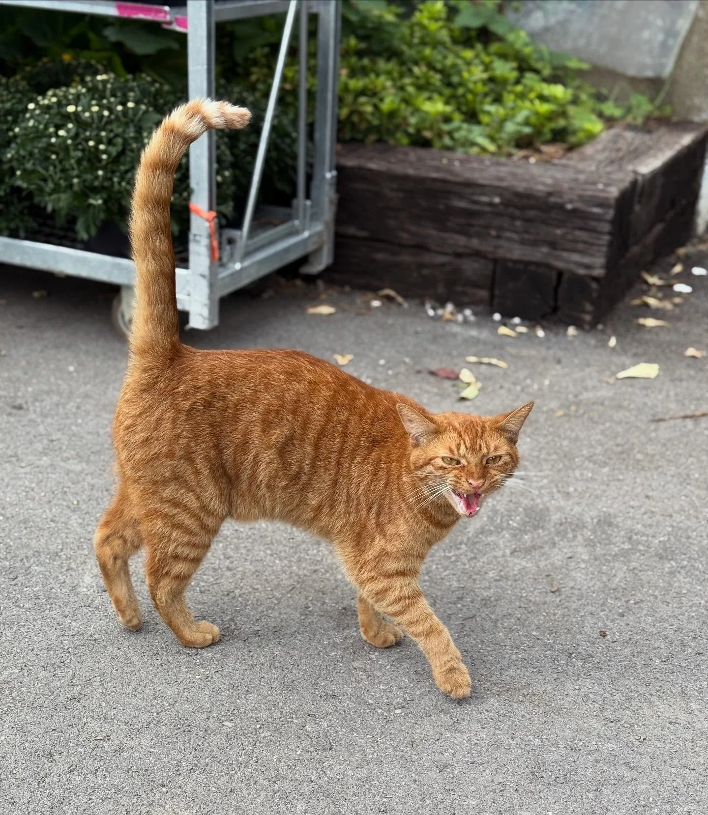 We we were greeted by these two furry sales associates on a recent visit to Pemberton&rsquo;s Greenhouses! We love seeing former community cats get promoted to beloved working cats, and these are just two of the 14+ kitties that call Pemberton&rsquo;