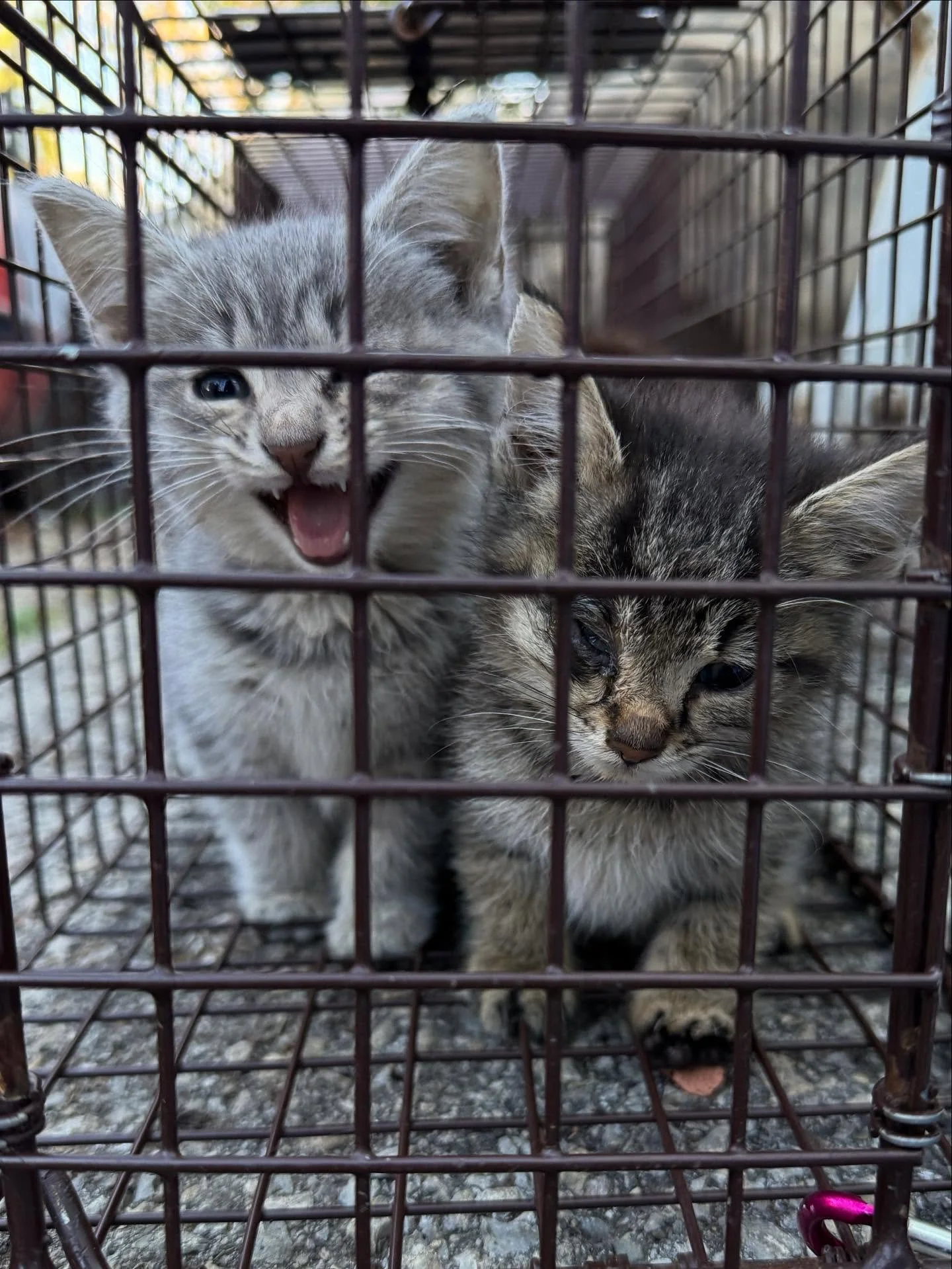 It&rsquo;s been a busy week here at Spay Our Strays! Our team has been hard at work on a TNR project in Nicholasville. On Wednesday, our incredible volunteer Taylor trapped 11 cats - two moms and their 9 kittens, all of whom are battling nasty upper 