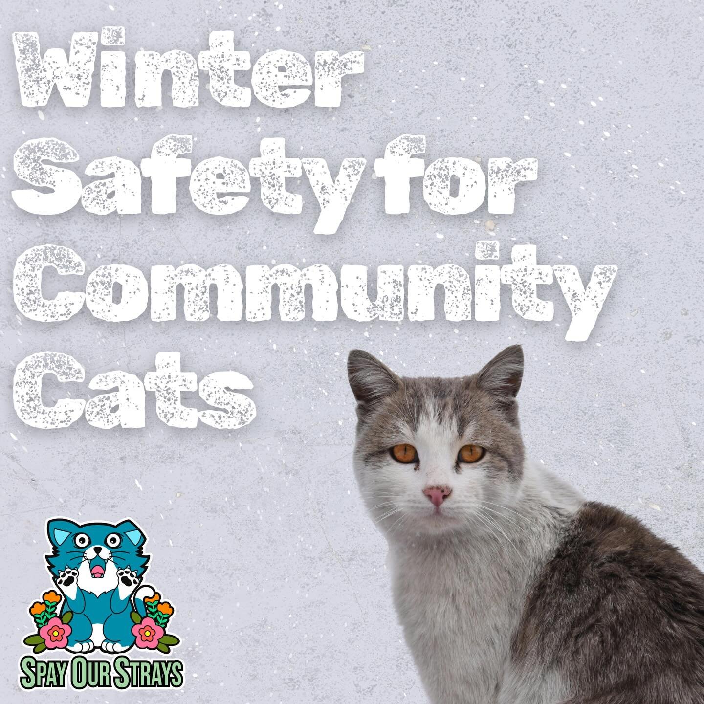 We&rsquo;re expecting some rough winter weather this weekend, and it&rsquo;s important to ensure that community cats are able to stay as safe and warm as possible! ❄️

- Insulated shelters are always a good idea! DIY shelters can be constructed with 