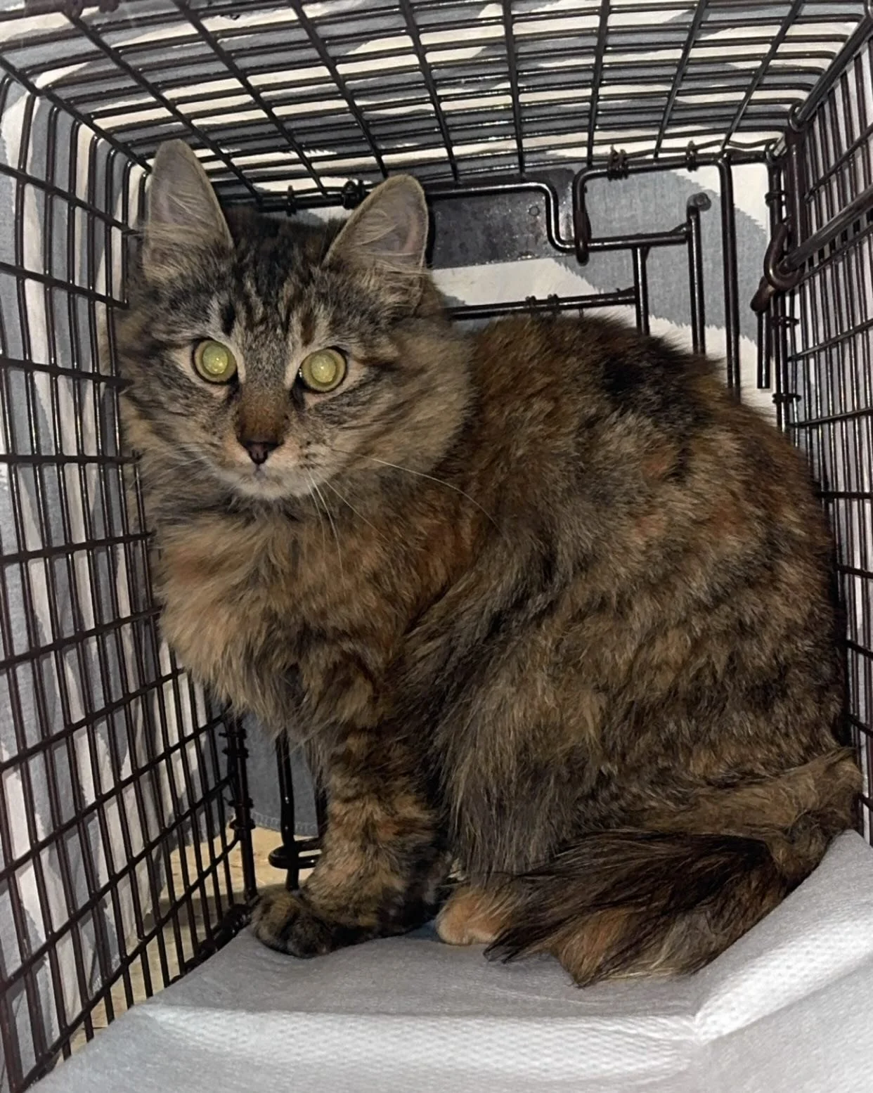 We&rsquo;re not holding a TNR clinic this week on account of the weather, but check out some of the kitties we were able to get spayed / neutered and vaccinated last week! We helped a total of 10 cats - including the sweet tortie in the second pic, w