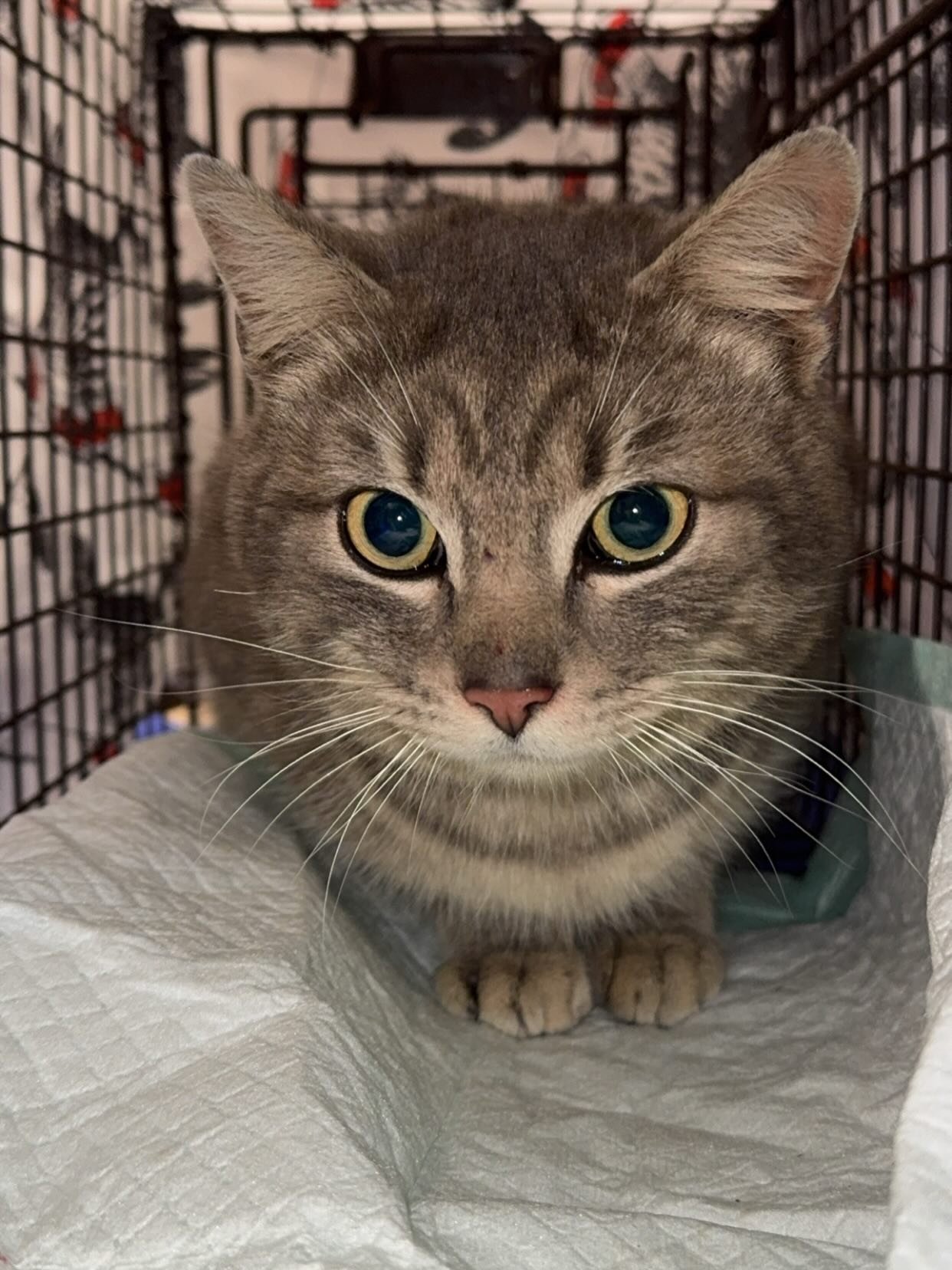 We were able to spay / neuter 12 at-risk cats this week! 🐾

We covered the full cost of all medical treatment the cats received this week - something that is only possible through donations and grants that enable us to continue this important work, 