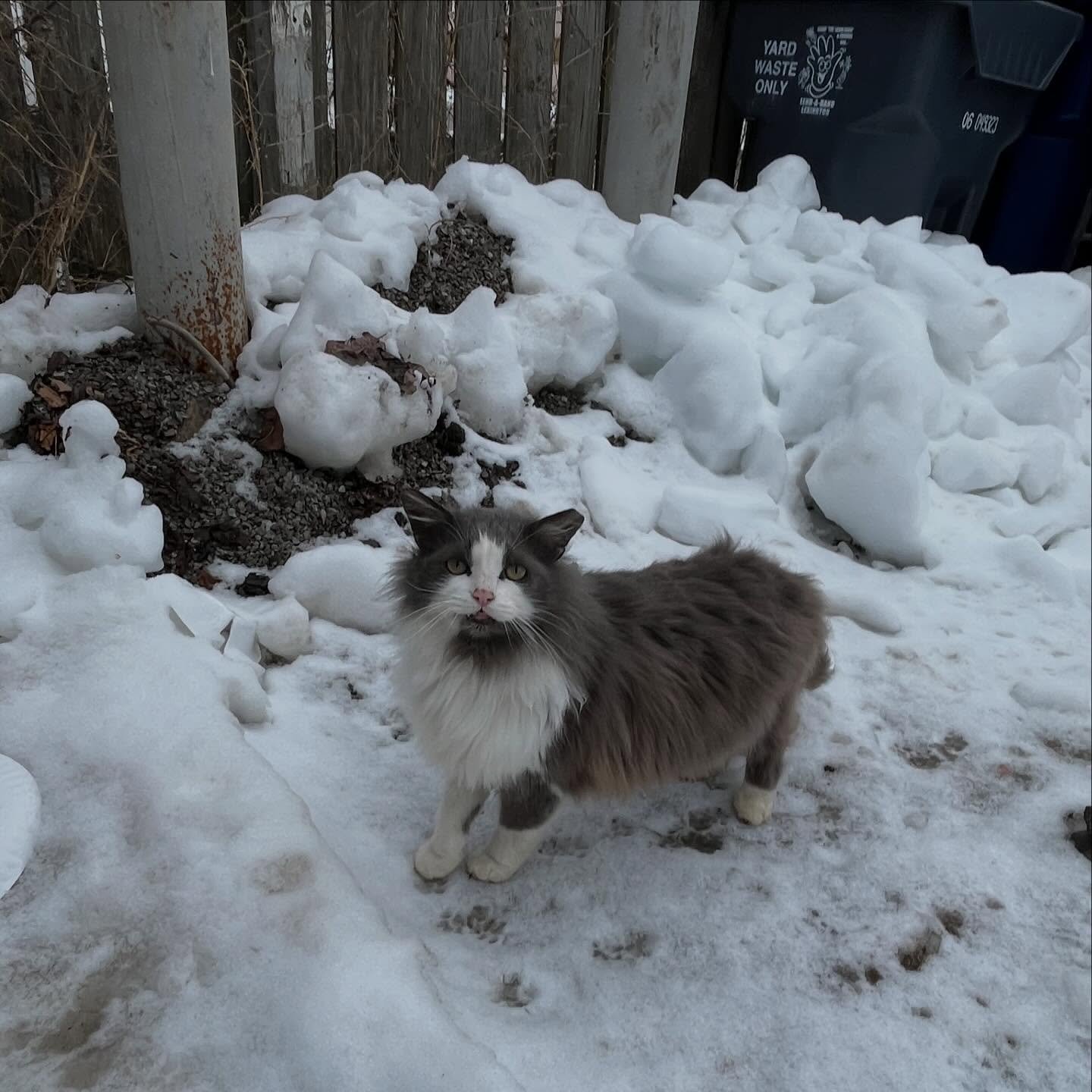 One of our amazing volunteers recently began assisting with feeding this little colony! Shaggy (pictured) is such a handsome boy and is clearly the star of the show here. This colony has been lovingly tended to for over 35 years by a caring local, wh