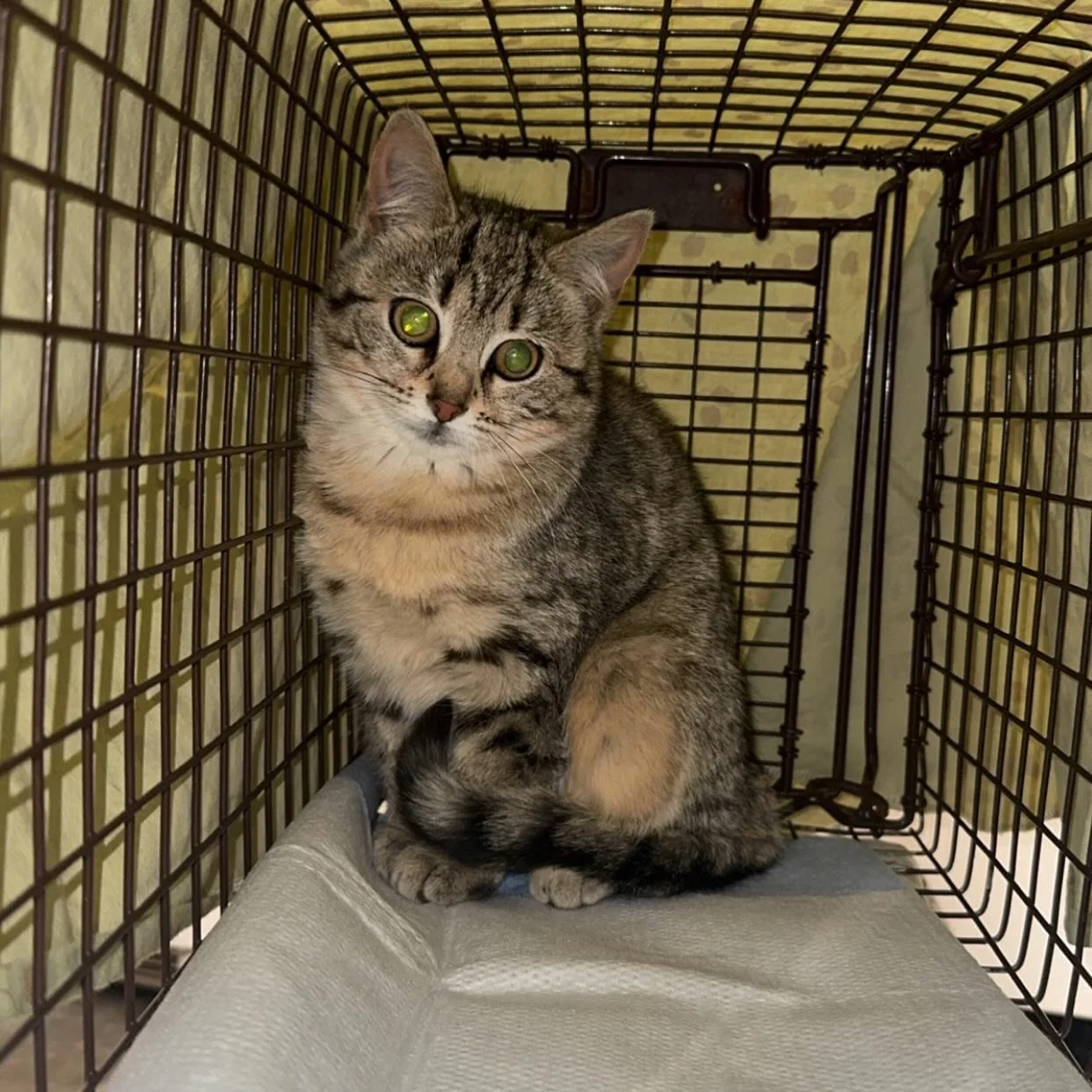 We were able to spay / neuter and vaccinate 7 (very adorable) kitties this week! 💗

Sometimes the number of unaltered community cats can seem so overwhelming, especially when a colony&rsquo;s population has been allowed to balloon out of control. We